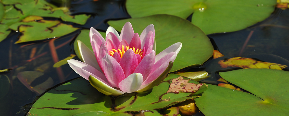 Responsive image
